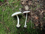 Volvariella pusilla image