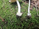 Volvariella pusilla image
