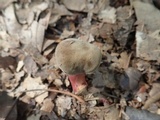 Boletus chrysenteron image