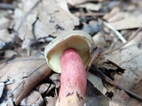 Boletus chrysenteron image