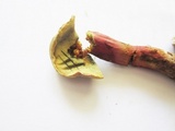 Boletus chrysenteron image