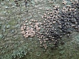 Hypoxylon fragiforme image