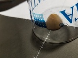 Conocybe apala image