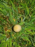 Conocybe apala image