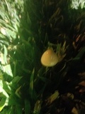 Conocybe apala image