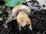 Tylopilus felleus image