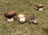 Calvatia cyathiformis image