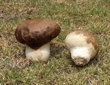 Calvatia cyathiformis image