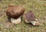 Calvatia cyathiformis image