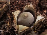 Geastrum fornicatum image