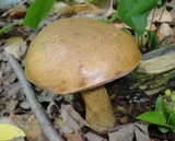 Tylopilus felleus image