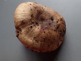 Russula sororia image
