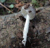 Bolbitius reticulatus image