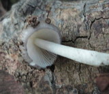 Bolbitius reticulatus image