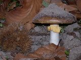 Amanita augusta image