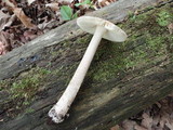 Amanita borealisorora image