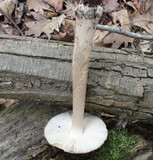 Amanita borealisorora image