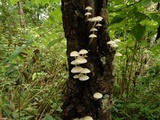 Filoboletus manipularis image
