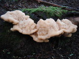 Climacocystis borealis image
