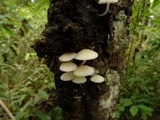 Filoboletus manipularis image