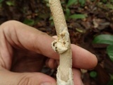 Amanita sect. Vaginatae image