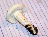 Agrocybe dura image
