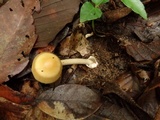Amanita sect. Vaginatae image
