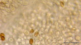 Agrocybe dura image