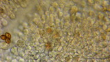 Agrocybe dura image