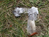 Hypomyces cervinigenus image
