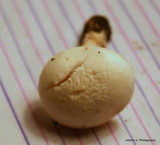 Agrocybe dura image