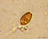 Agrocybe dura image