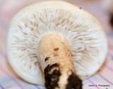 Agrocybe dura image
