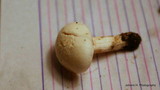 Agrocybe dura image