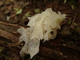 Tremella fuciformis image