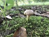 Aureoboletus auriporus image