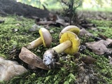 Aureoboletus auriporus image