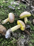 Aureoboletus auriporus image