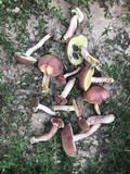 Boletus patrioticus image