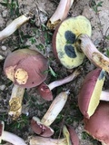 Boletus patrioticus image