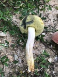 Boletus patrioticus image
