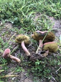 Boletus patrioticus image