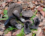 Tylopilus griseocarneus image