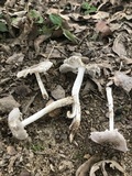 Amanita sect. Vaginatae image