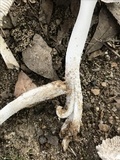 Amanita sect. Vaginatae image