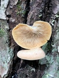 Crepidotus mollis image