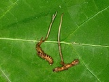 Cordyceps stylophora image