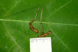 Cordyceps stylophora image