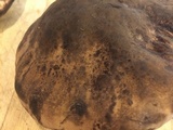 Tylopilus alboater image