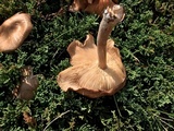 Gymnopus luxurians image